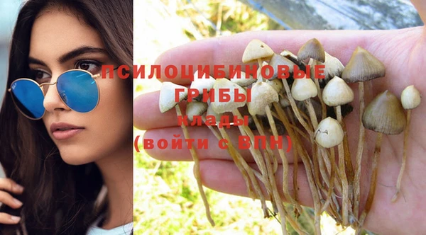 трава Белокуриха